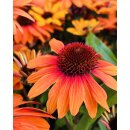 Echinacea Lemon Drop~ Sonnenhut ~ sonniges gelb