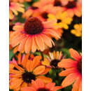 Echinacea Lemon Drop~ Sonnenhut ~ sonniges gelb
