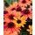 Echinacea Lemon Drop~ Sonnenhut ~ sonniges gelb