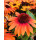 Echinacea Lemon Drop~ Sonnenhut ~ sonniges gelb