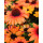 Echinacea Lemon Drop~ Sonnenhut ~ sonniges gelb