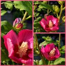 Hibiscus Woodbridge ~  großer XL 3-Liter-Topf...