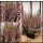 Frische Herbst-Heide rosa ~ im 10cm Topf~knospig/blühend~ bunte Herbstdeko Calluna Gardengirls ~ winterhart