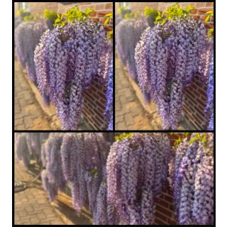Chinesischer Blauregen Wisteria sinensis 60/100 Veredlung! ~ Blauviolette Blütentrauben