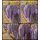 Chinesischer Blauregen Wisteria sinensis 60/100 Veredlung! ~ Blauviolette Blütentrauben