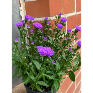 Glattblatt Aster violett/blau- Herbstasterjetzt knospig/blühend -extra für Garten, Kübel oder Balkon ~ Blütenzauber/Staude