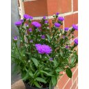 Glattblatt Aster violett/blau- Herbstasterjetzt knospig/blühend -extra für Garten, Kübel oder Balkon ~ Blütenzauber/Staude