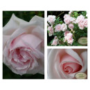 Kletterrose New Dawn~ 5 Liter Topf~Dornröschenrose...