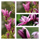 Purpur Magnolie lilliiflora Nigra 60/80 starke...