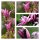 Purpur Magnolie lilliiflora Nigra 60/80 starke Qualität! ~ Frühlingsromantik