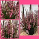 10 Töpfe rote Heide - Calluna Gardengirls ~...