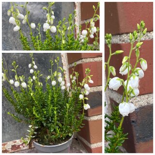 Irische Glockenheide weiß~ knospig/blühend starke Qualität~ Winterhart ~ wunderschöne Dekoidee