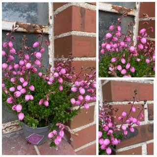 Irische Glockenheide rosa-  knospig/blühend im Topf  ~ Winterhart ~ wunderschöne Dekoidee