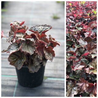 Heuchera Obsidian -R- ~ Purpurglöckchen im großen XL Topf ~Staude im dunklen rot - ganzjährig