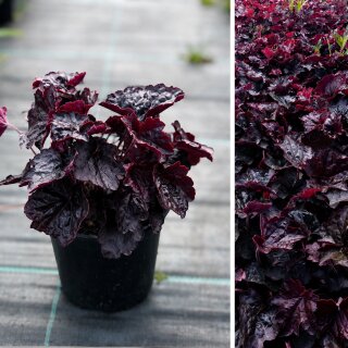 Purpurglöckchen Obsidian® (Heuchera) im 3 Liter XL Topf – immergrüne Blattschmuckstaude mit fast schwarzem Laub