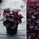 Purpurglöckchen Obsidian® (Heuchera) im 3 Liter...
