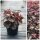Heuchera Obsidian -R- ~ Purpurglöckchen im großen XL Topf ~Staude im dunklen rot - ganzjährig