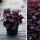 Purpurglöckchen Obsidian® (Heuchera) im 3 Liter XL Topf – immergrüne Blattschmuckstaude mit fast schwarzem Laub