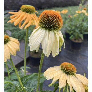 Echinacea Cheyenne Spirit~ im großen 3 Liter XL Topf~ Sonnenhut~ Bienen-und Hummelschwarm - Farbmix