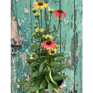 Echinacea Cheyenne Spirit~ im großen 3 Liter XL Topf~ Sonnenhut mit Farbenfeuerwerk~ Bienen-und Hummelschwarm - Farbmix