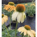 Echinacea Cheyenne Spirit~ im großen 3 Liter XL Topf~ Sonnenhut~ Bienen-und Hummelschwarm - Farbmix