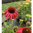 Echinacea Cheyenne Spirit~ im großen 3 Liter XL Topf~ Sonnenhut~ Bienen-und Hummelschwarm - Farbmix