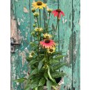 Echinacea Cheyenne Spirit~ im großen 3 Liter XL...