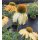 Echinacea Cheyenne Spirit~ im großen 3 Liter XL Topf~ Sonnenhut~ Bienen-und Hummelschwarm - Farbmix