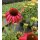 Echinacea Cheyenne Spirit~ im großen 3 Liter XL Topf~ Sonnenhut~ Bienen-und Hummelschwarm - Farbmix