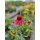 Echinacea Cheyenne Spirit~ im großen 3 Liter XL Topf~ Sonnenhut~ Bienen-und Hummelschwarm - Farbmix