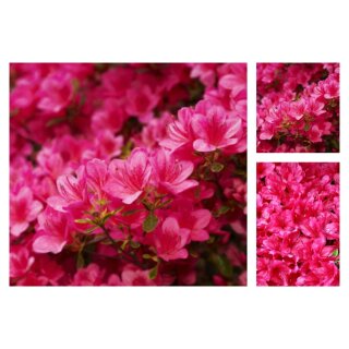 Japanische Azalee Kermesina 20/25  im Topf ~ Rhododendron obtusum~ Blütenflair