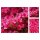 Japanische Azalee Kermesina 20/25  im Topf ~ Rhododendron obtusum~ Blütenflair