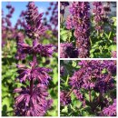 Quirlblütiger Salbei "Purple...