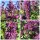 Quirlblütiger Salbei "Purple Rain"~Bienenfreund mit toller Blüte~ im  großen XL 3 Liter Topf