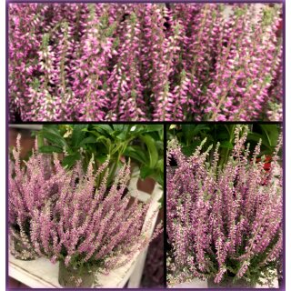 Frische Herbst-Heide lila ~ großer 12cm Topf~knospig/blühend~ Herbstdeko~ Calluna Gardengirls Winterhart - Knospenblüher