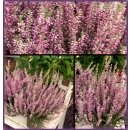 Frische Herbst-Heide lila ~ großer 12cm...
