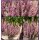 Frische Herbst-Heide lila ~ großer 12cm Topf~knospig/blühend~ Herbstdeko~ Calluna Gardengirls Winterhart - Knospenblüher