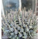 Chinesische Narrenkappe..Orostachys - im großen XL...