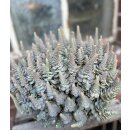 Chinesische Narrenkappe..Orostachys - im großen XL...