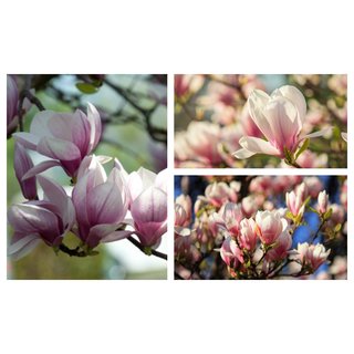 Magnolia soulangeana 40/60