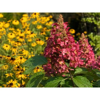 Rispen-Hortensie Wims Red im Xl Topf 40/70~  Feuerwerk der Farben – von zartem Weiß bis tiefem Bordeauxrot