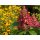 Rispen-Hortensie Wims Red im Xl Topf 40/70~  Feuerwerk der Farben – von zartem Weiß bis tiefem Bordeauxrot