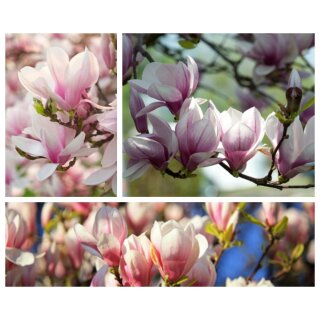 Tulpen Magnolie soulangeana 40/60 starke Qualität ~ Frühlingsromantik