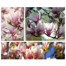 Tulpen Magnolie soulangeana 40/60 starke Qualität ~...