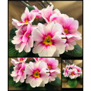 Primel „Apfelblüte“ im Topf jetzt...