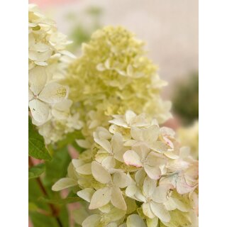 Rispenhortensie Skyfall® ~40/60cm im großen XL-Topf gewachsen ~ außergewöhnlich große zauberhafte Blütenrispen~exklusive Hortensien-Neuh