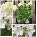 Rispenhortensie ~ Hortensie Skyfall -R- ~60/80 cm in...