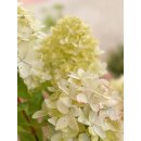 Rispenhortensie Skyfall® ~40/60cm im großen...