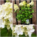 Rispenhortensie Skyfall® ~40/60cm im großen...