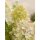 Rispenhortensie Skyfall® ~40/60cm im großen XL-Topf gewachsen ~ außergewöhnlich große zauberhafte Blütenrispen~exklusive Hortensien-Neuh